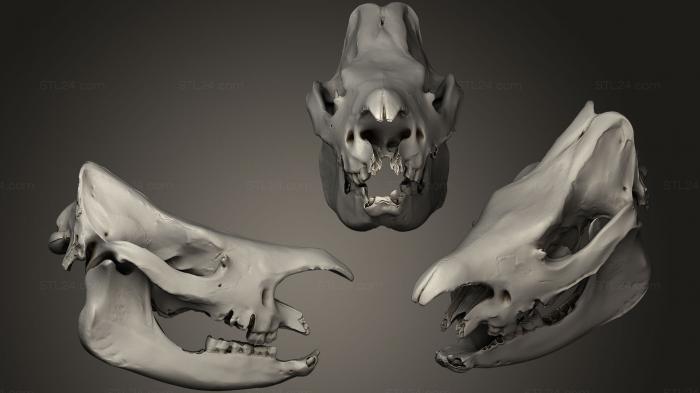 Анатомия скелеты и черепа (Черепа животных 0213, ANTM_0240) 3D модель для ЧПУ станка